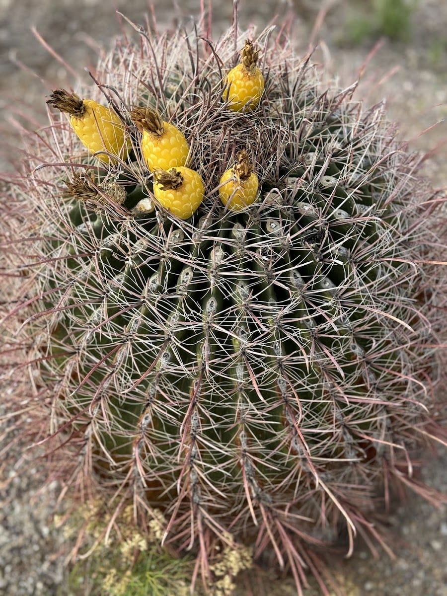 Hualapai Canyon, photo 3