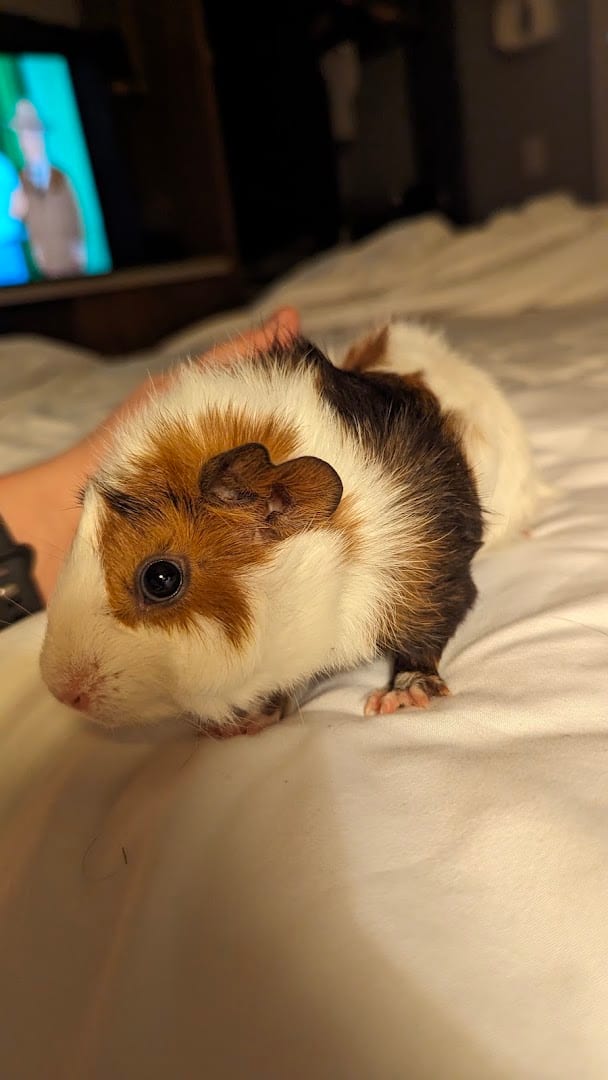Petco, photo 3