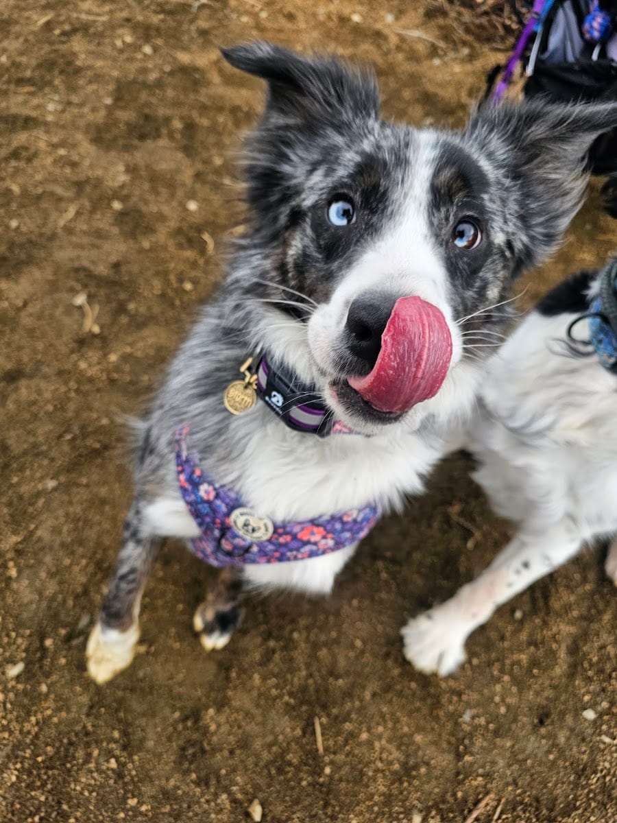 Dog park