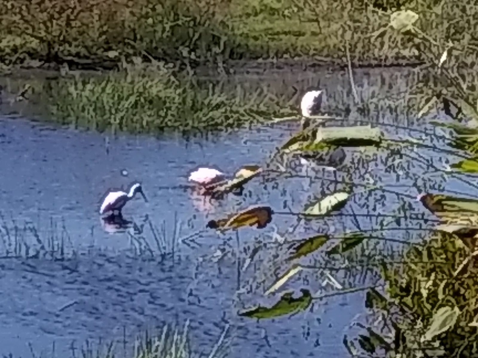Suncoast Aquatic Nature Center Associates, Inc.