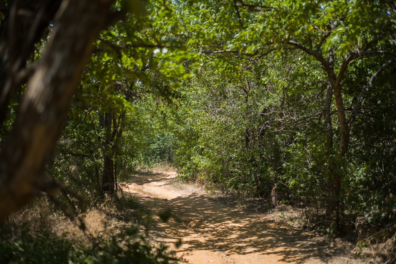 NW Community Park DORBA Trails, photo 3