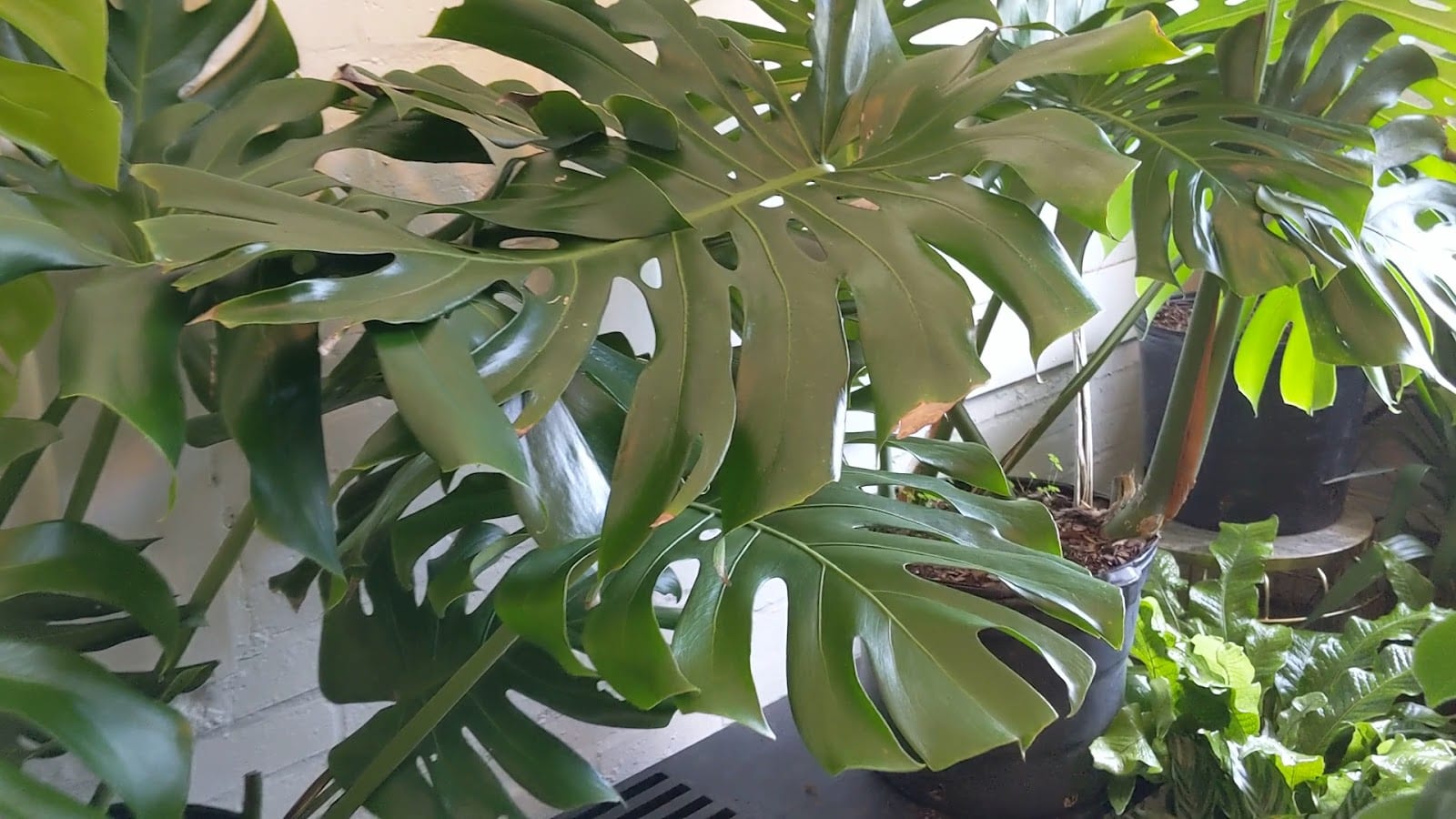 Fancy Free Nursery, photo 3