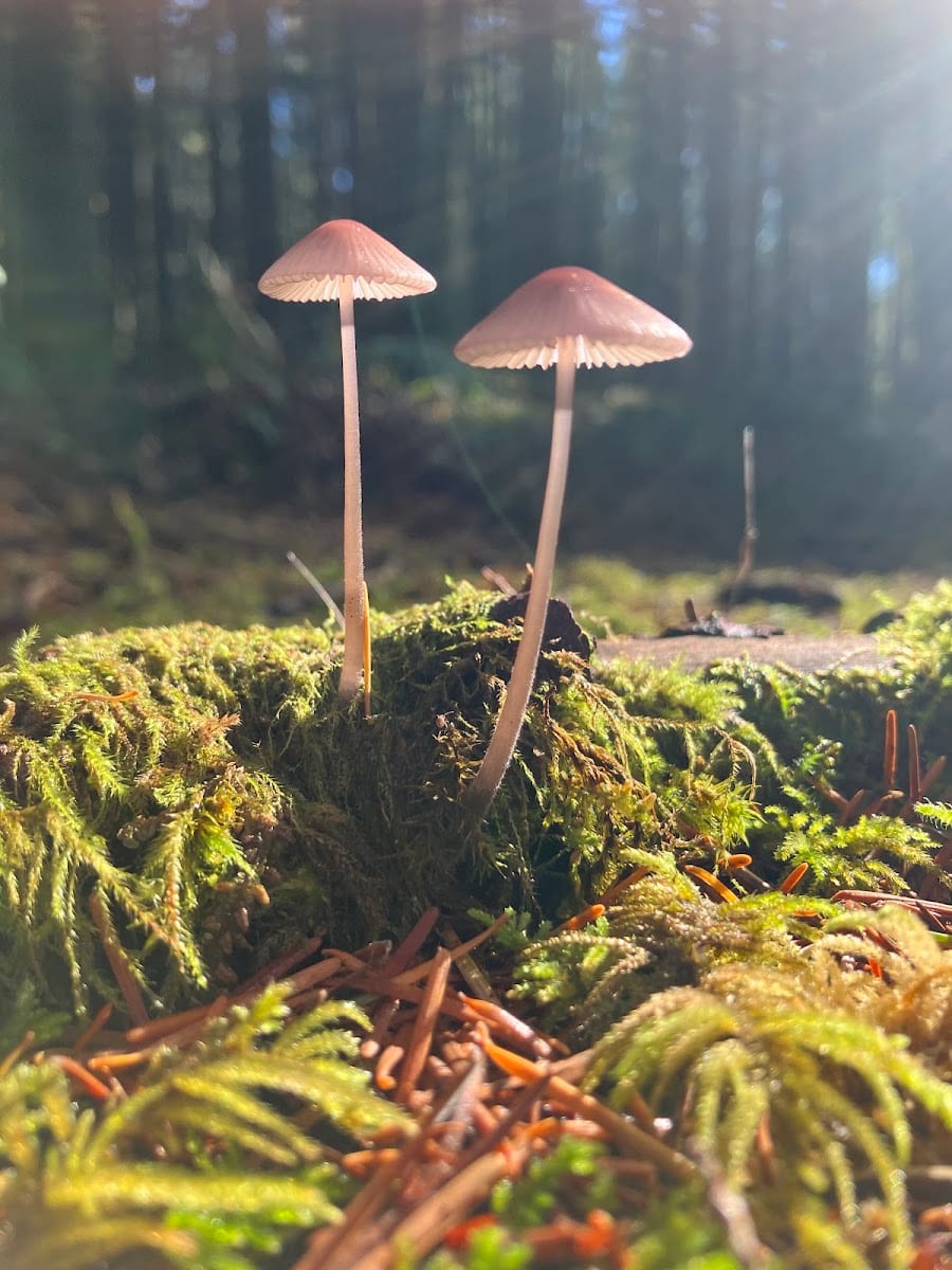 LBA Woods