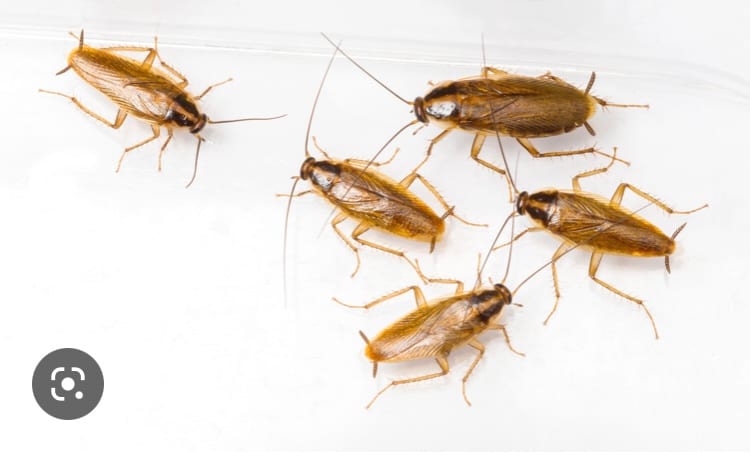 Custom Termite and Pest Control Inc
