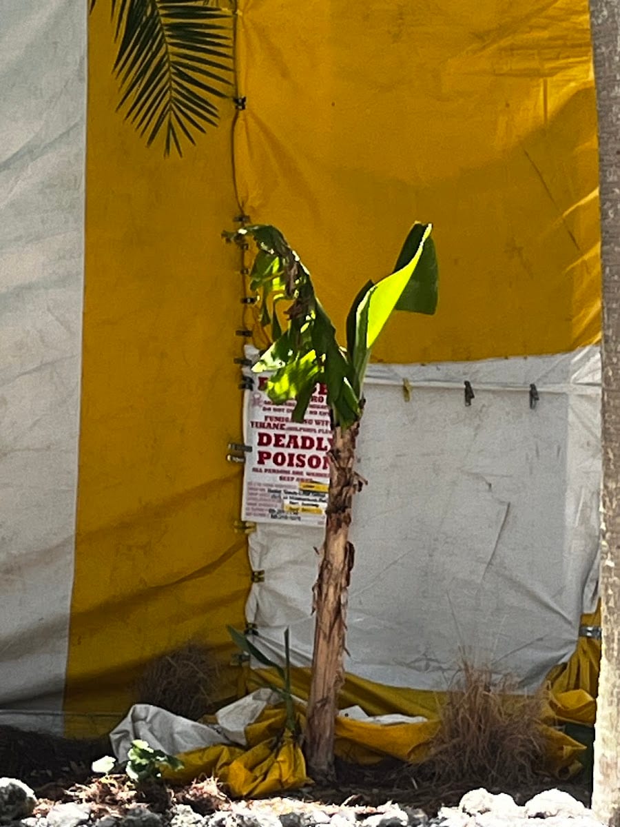 Haskell Termite & Pest Control Inc., photo 3