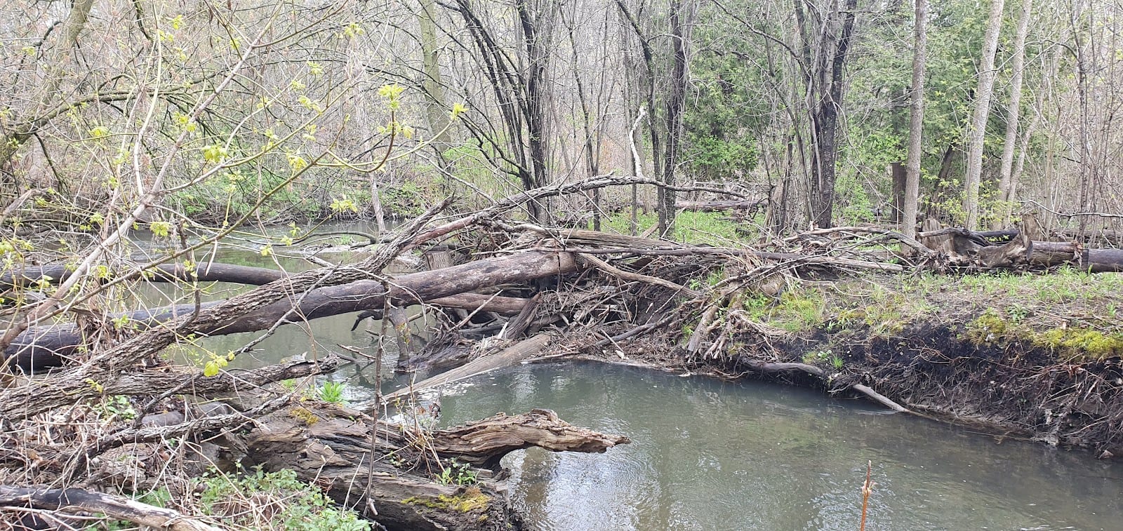 Webster Park