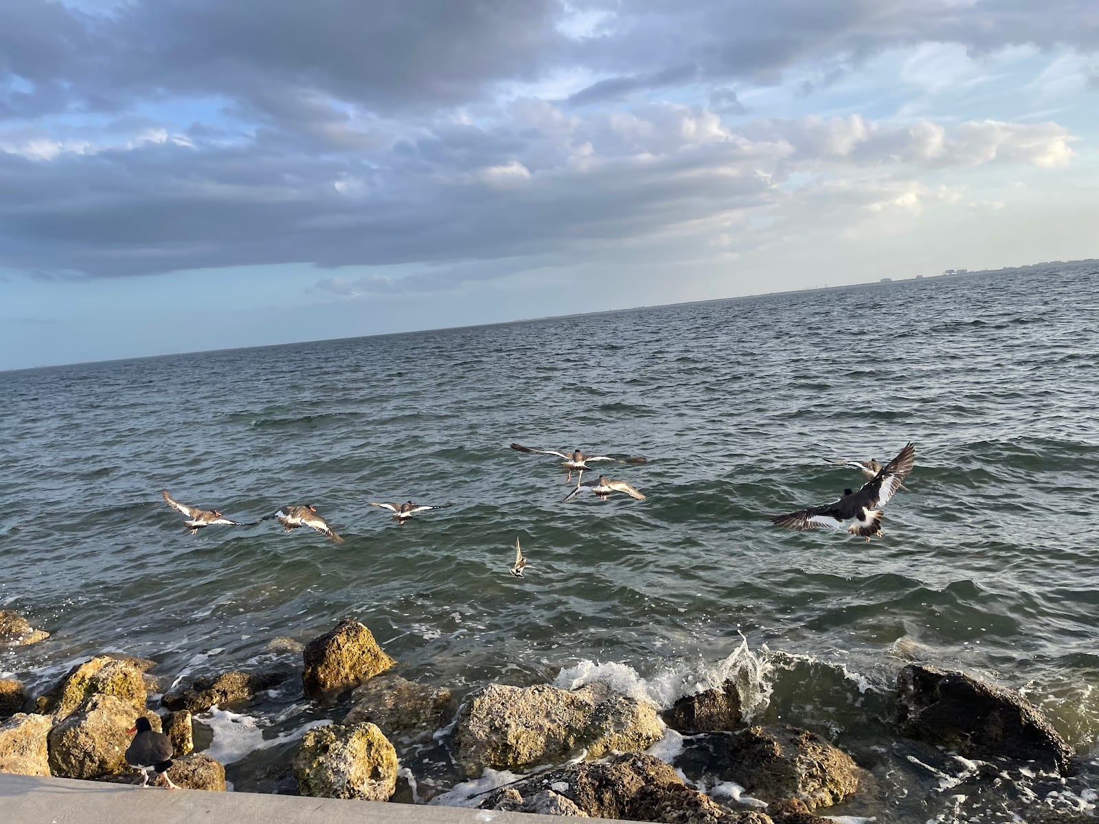 Courtney Campbell Causeway Trail