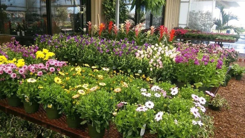 Landscaping True Services of Frisco, photo 3