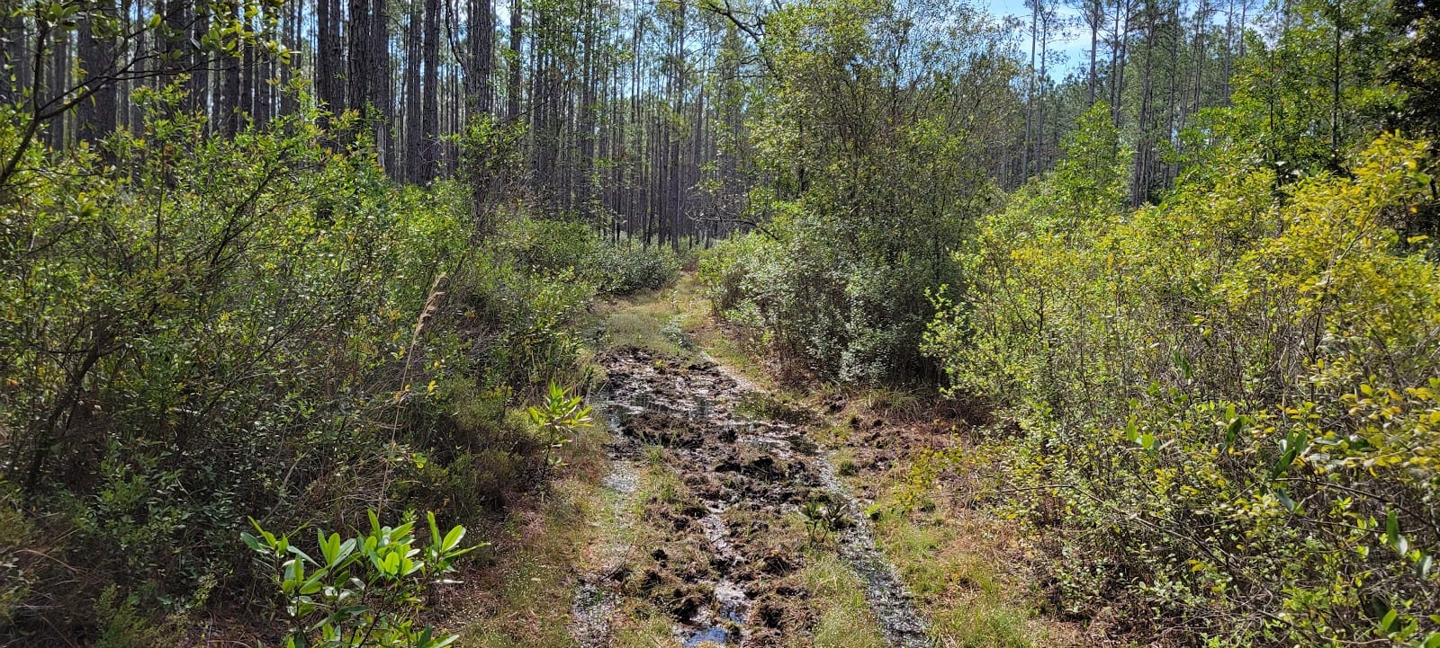 Belmore Wildlife Management Area