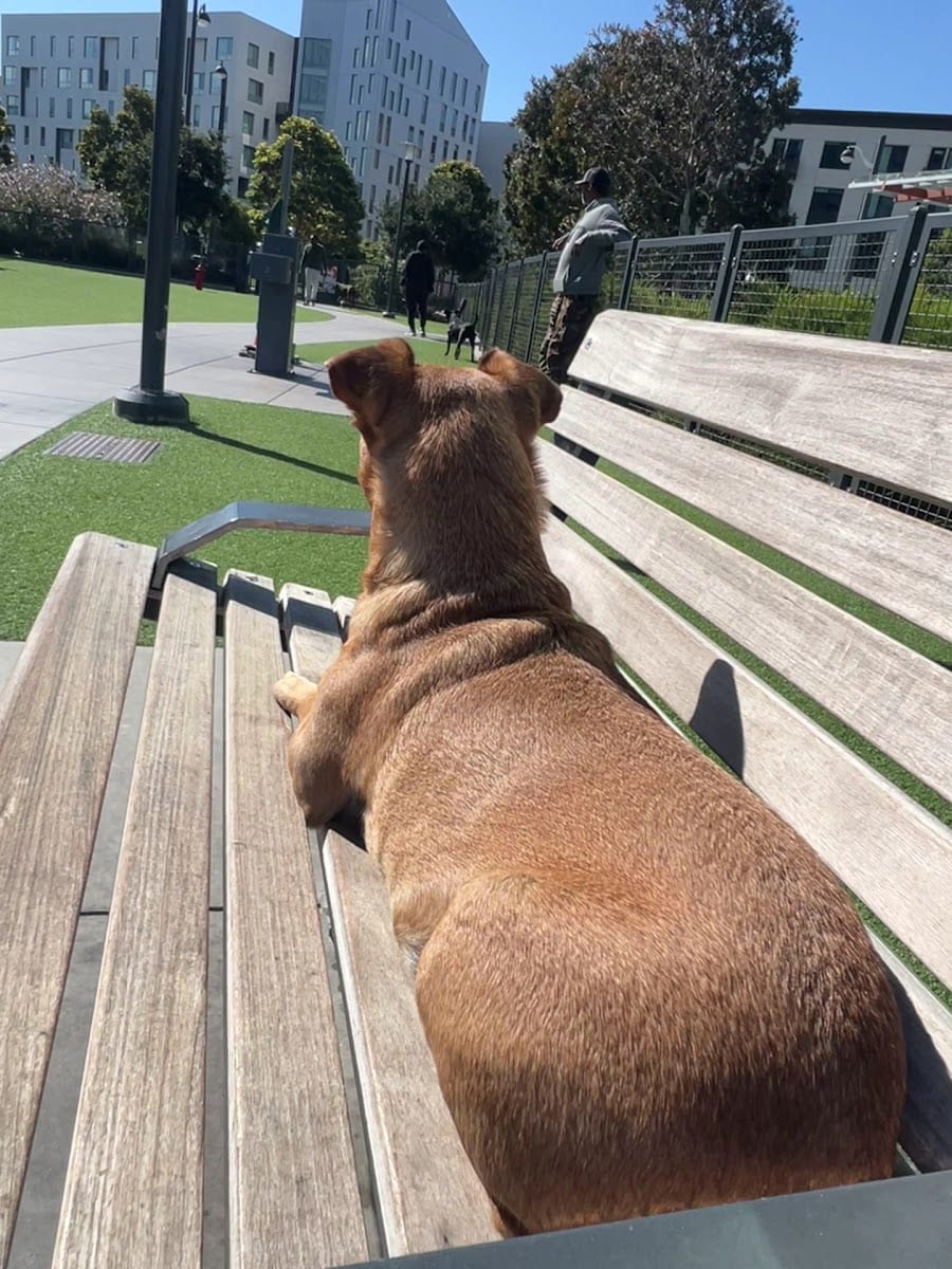 Channel Street Dog Park, photo 2