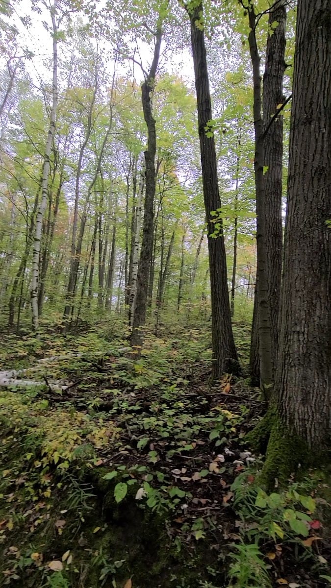 Jefferson Forest, photo 2