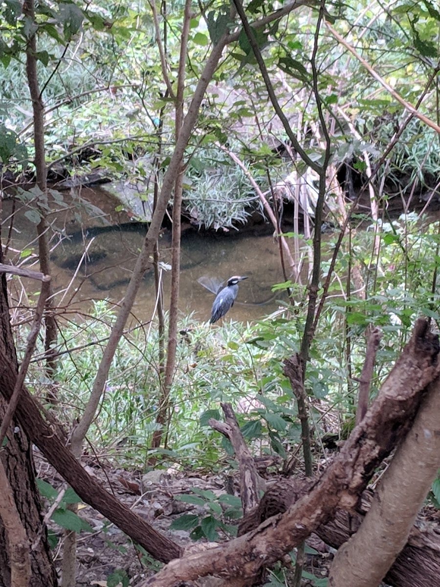 Japhet Creek Park, photo 3