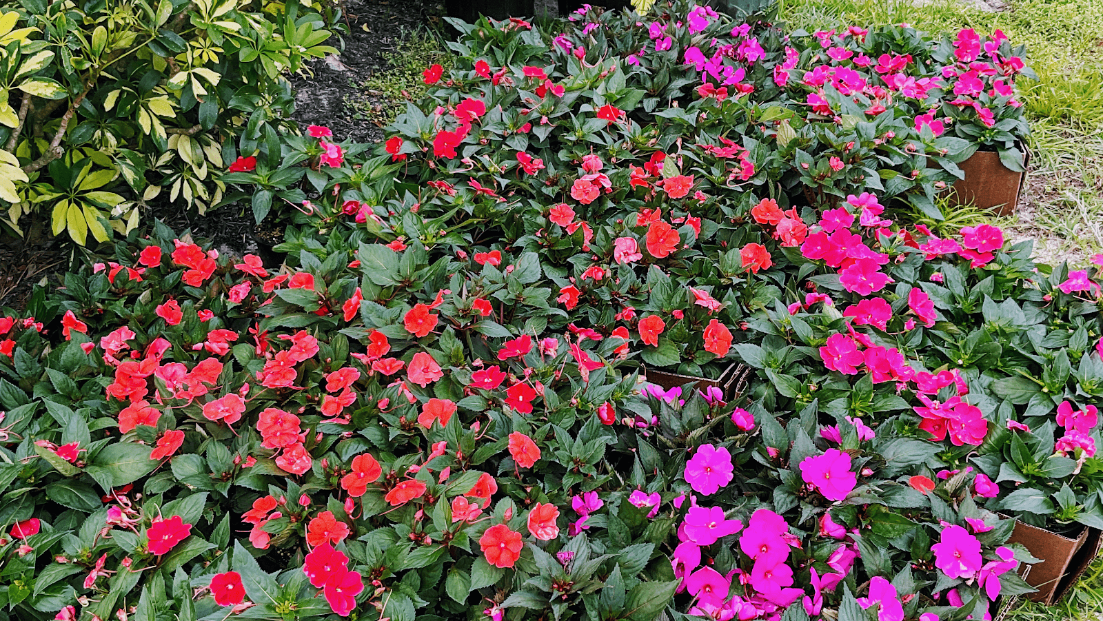 Lucky Maple Landscape and services LLC, photo 2