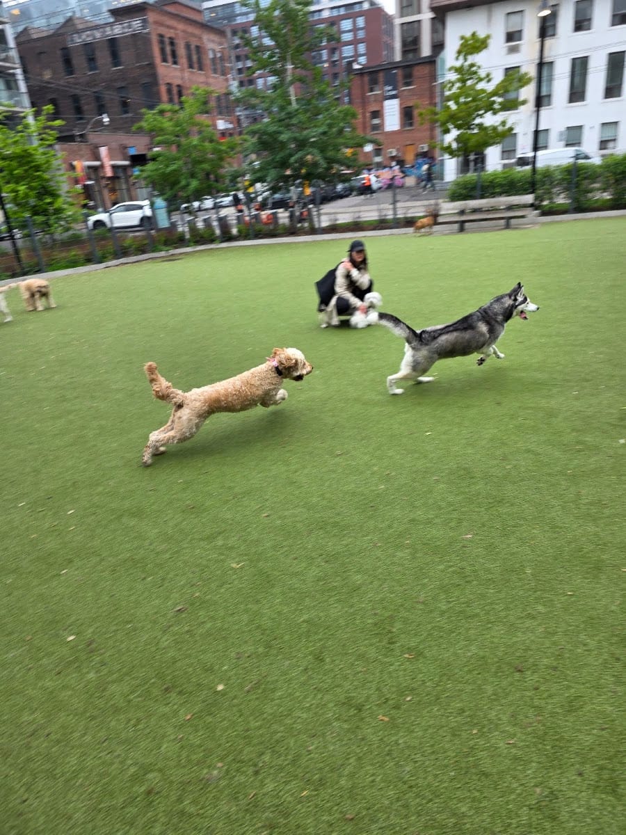 St. Andrew's Playground Dog Park