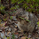Wildlife Control San Francisco