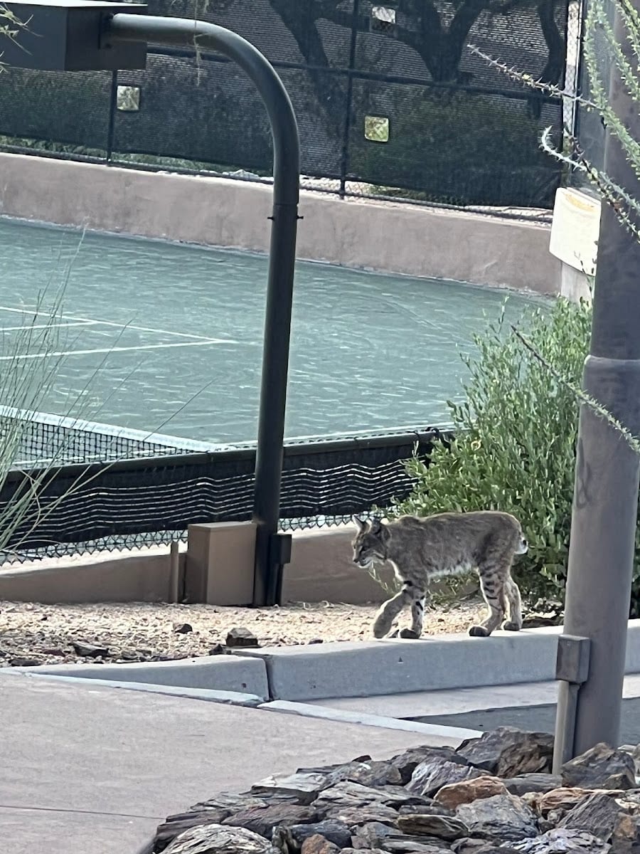 North Scottsdale Tennis Academy, photo 3