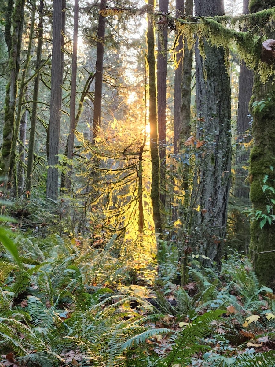 Squaxin Park Trailhead