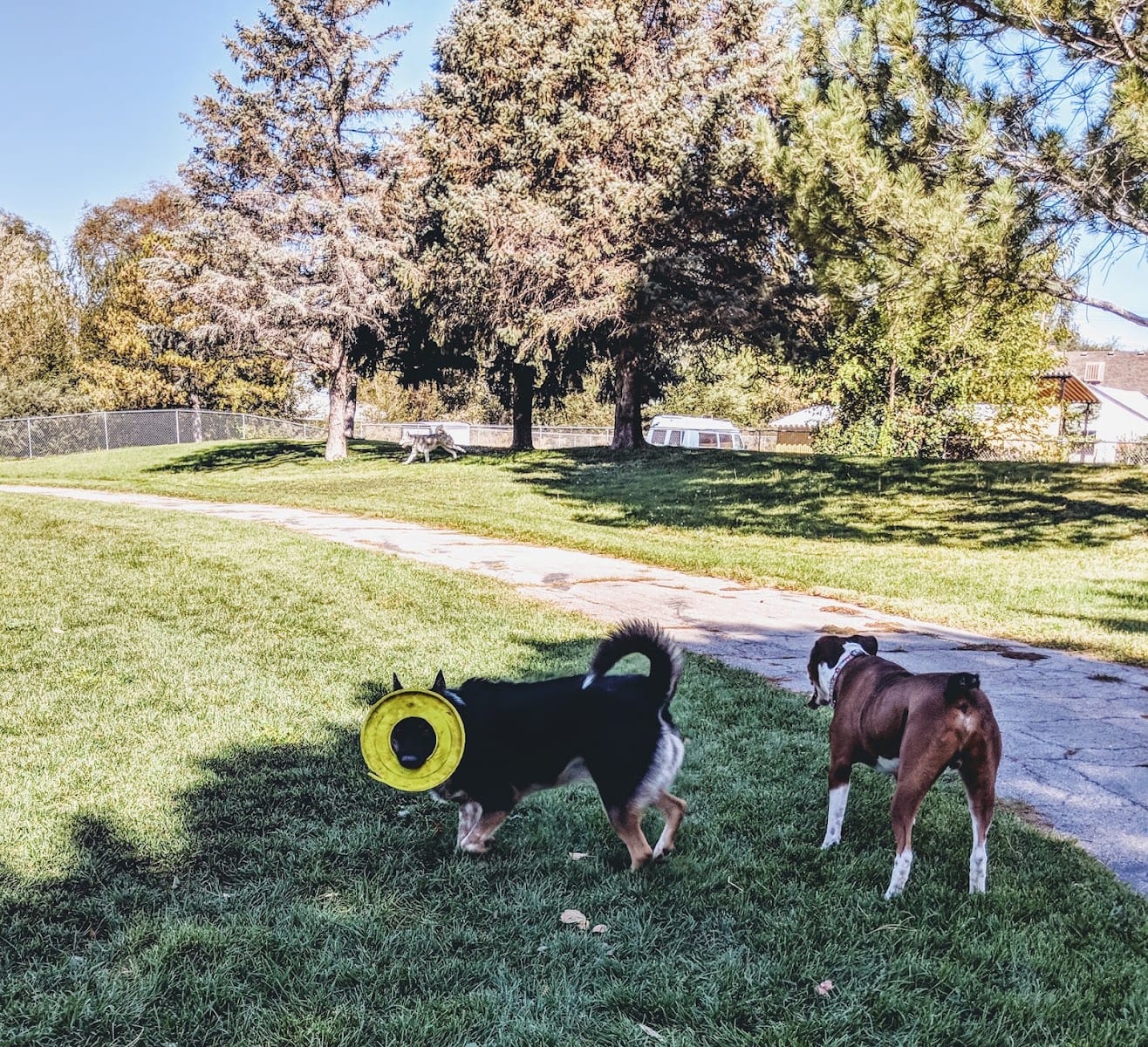 Cottonwood Dog Park, photo 4