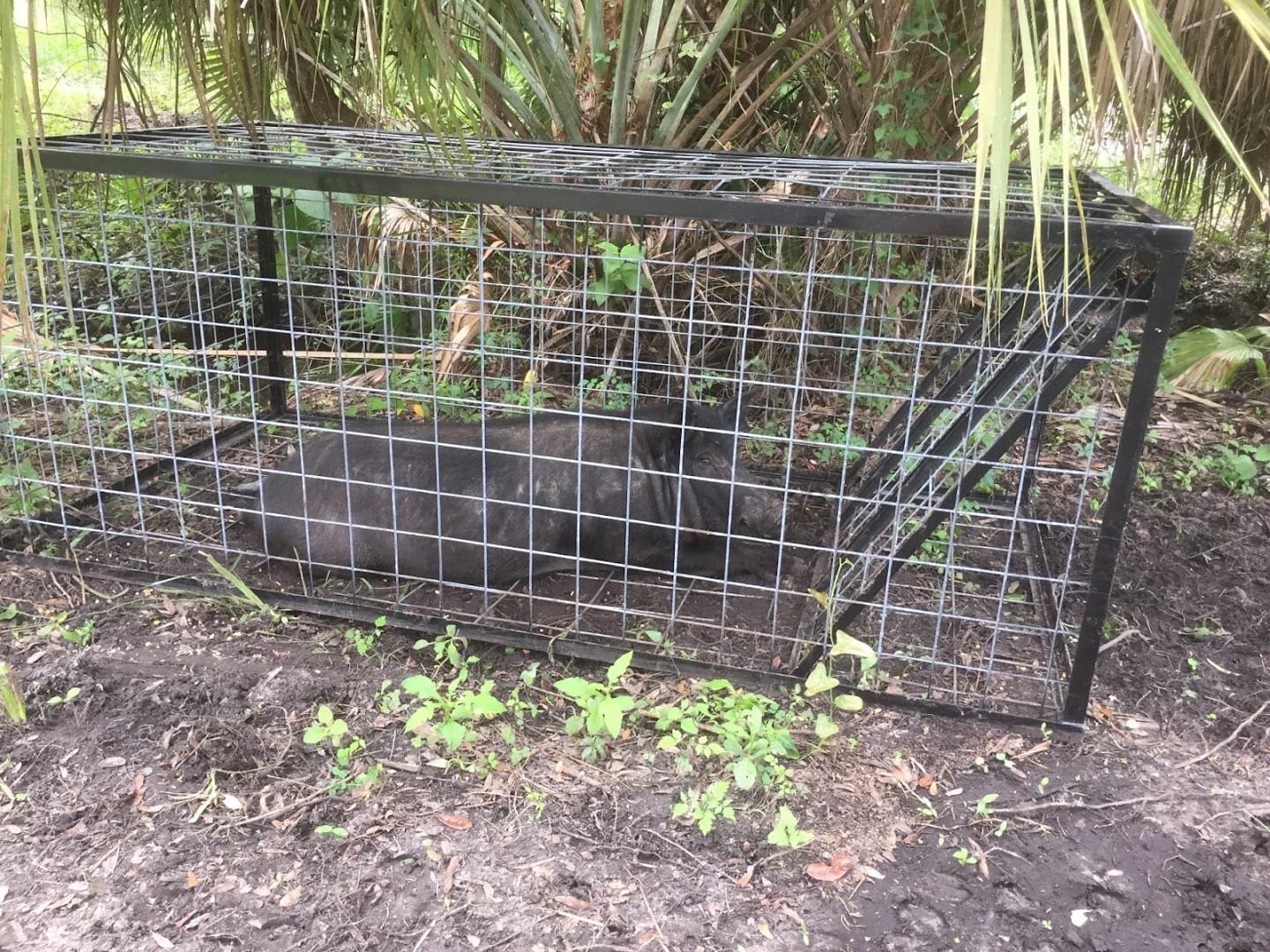 All Service Pest Management, Inc, photo 2
