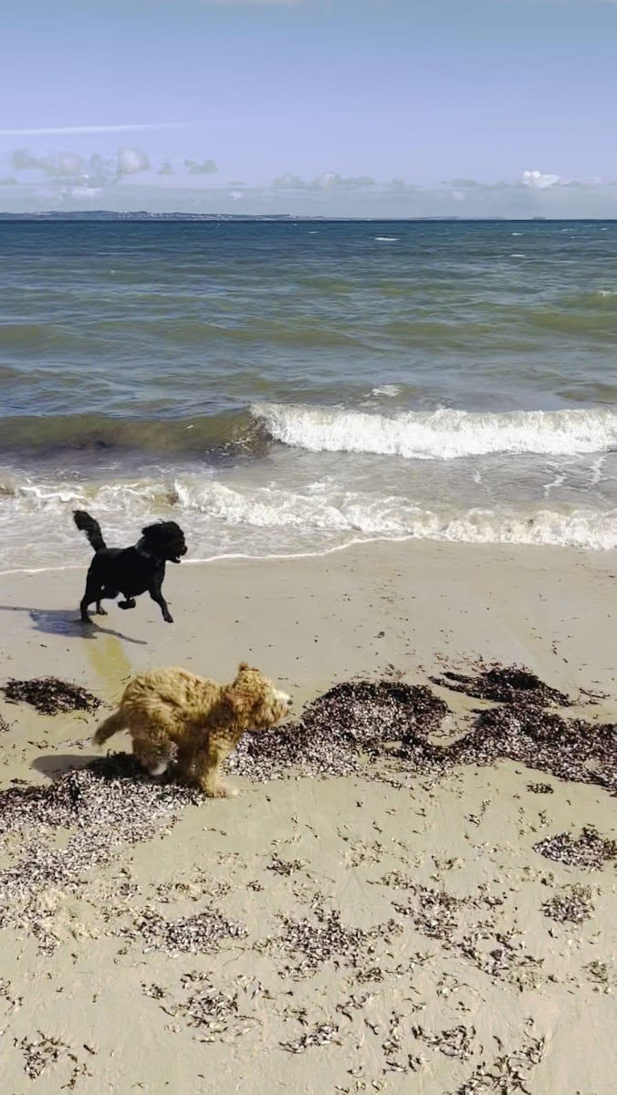 Somers Beach Dog Off Leash East Area, photo 2