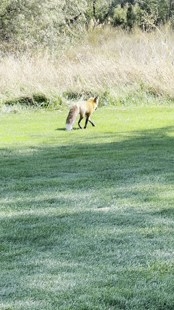 Meadowbrook Golf Course, photo 4