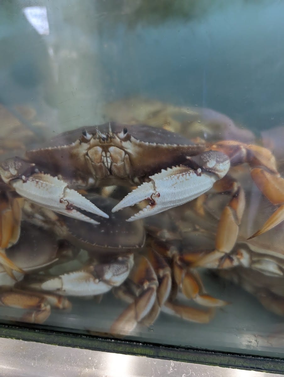 The Olympia Seafood Company, photo 4