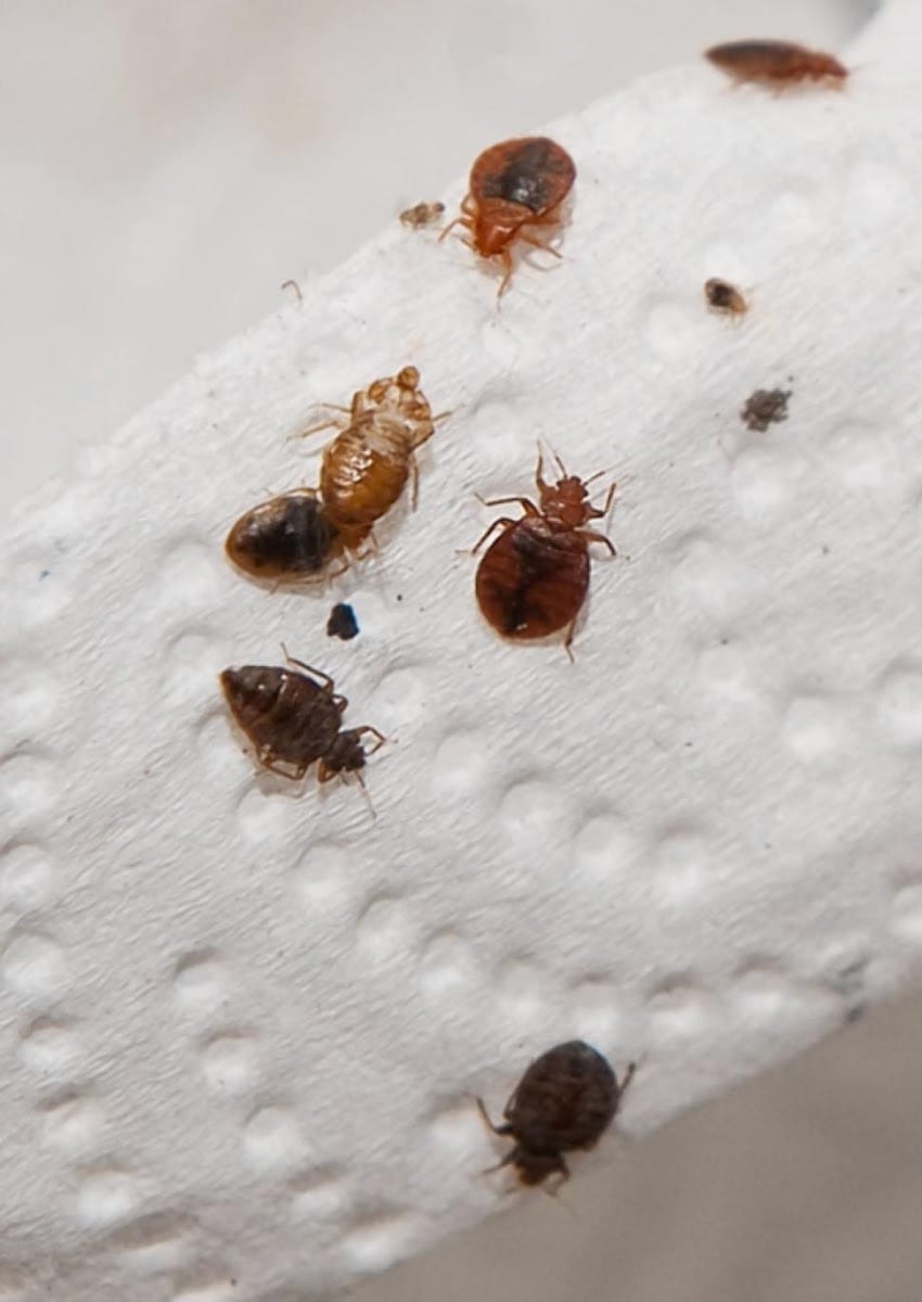 All Clear Bedbug Removal
