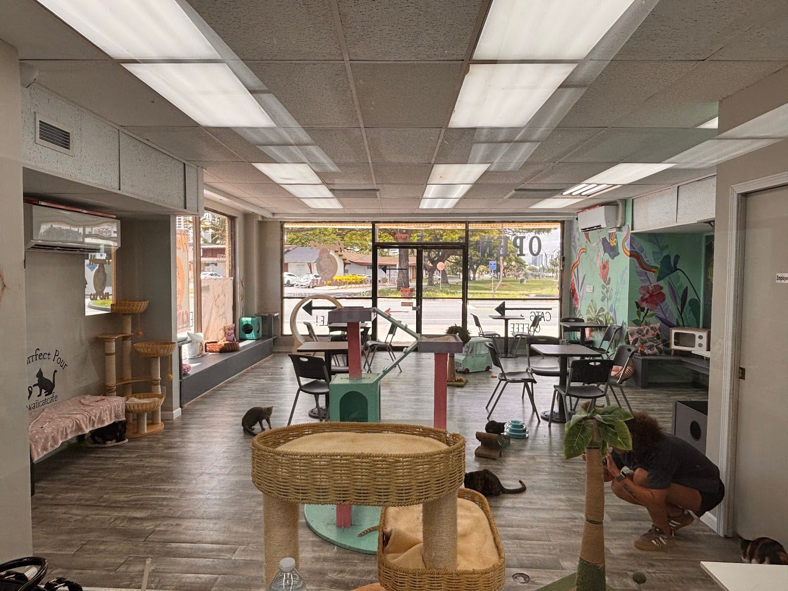 Hawaii Cat Cafe