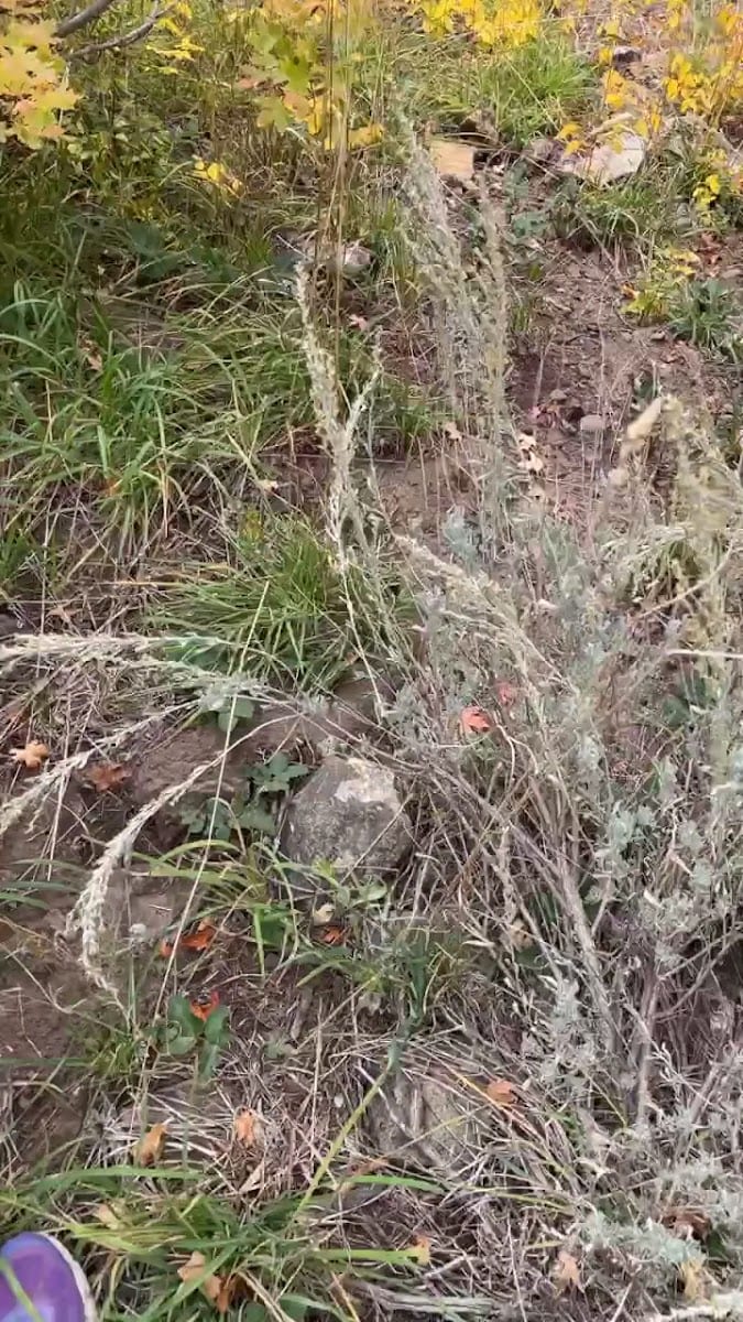 Wellsville trail, photo 3