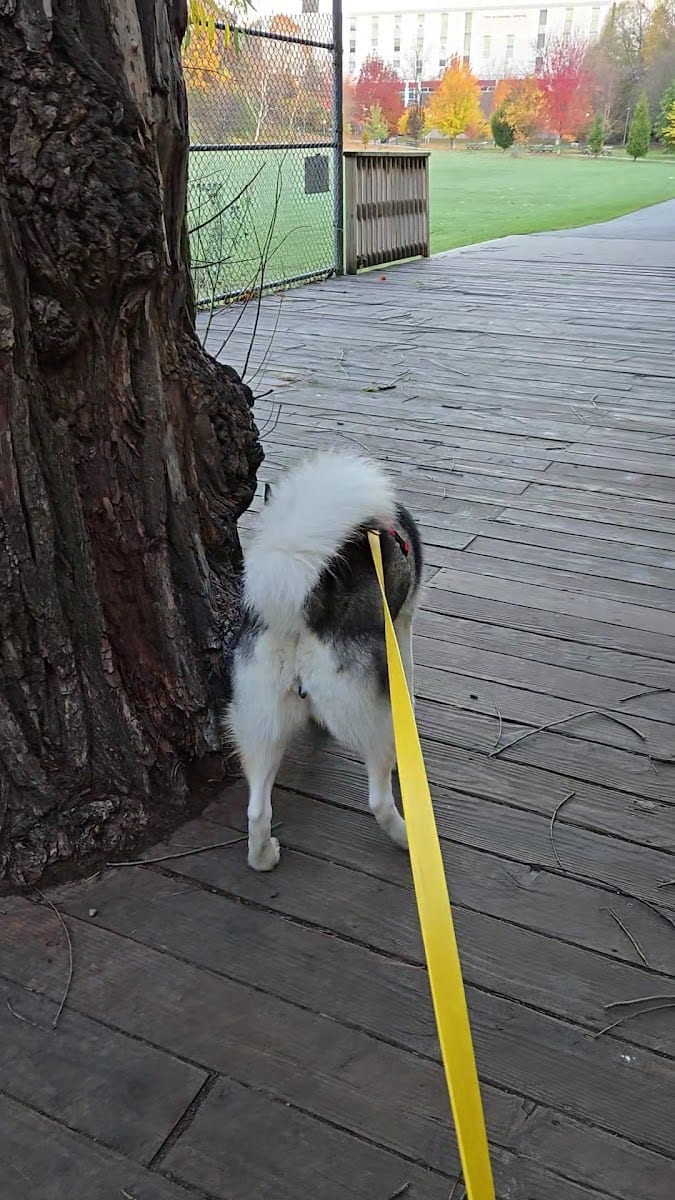 Bickford Park Dog Park, photo 2