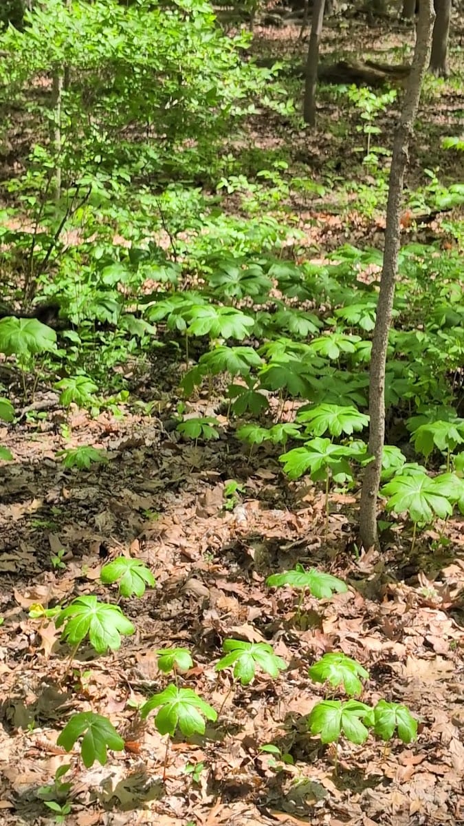 Purdue Fort Wayne Mastodon Disc Golf Course, photo 3