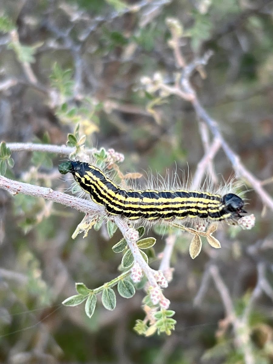South Plains Pest Control, photo 2