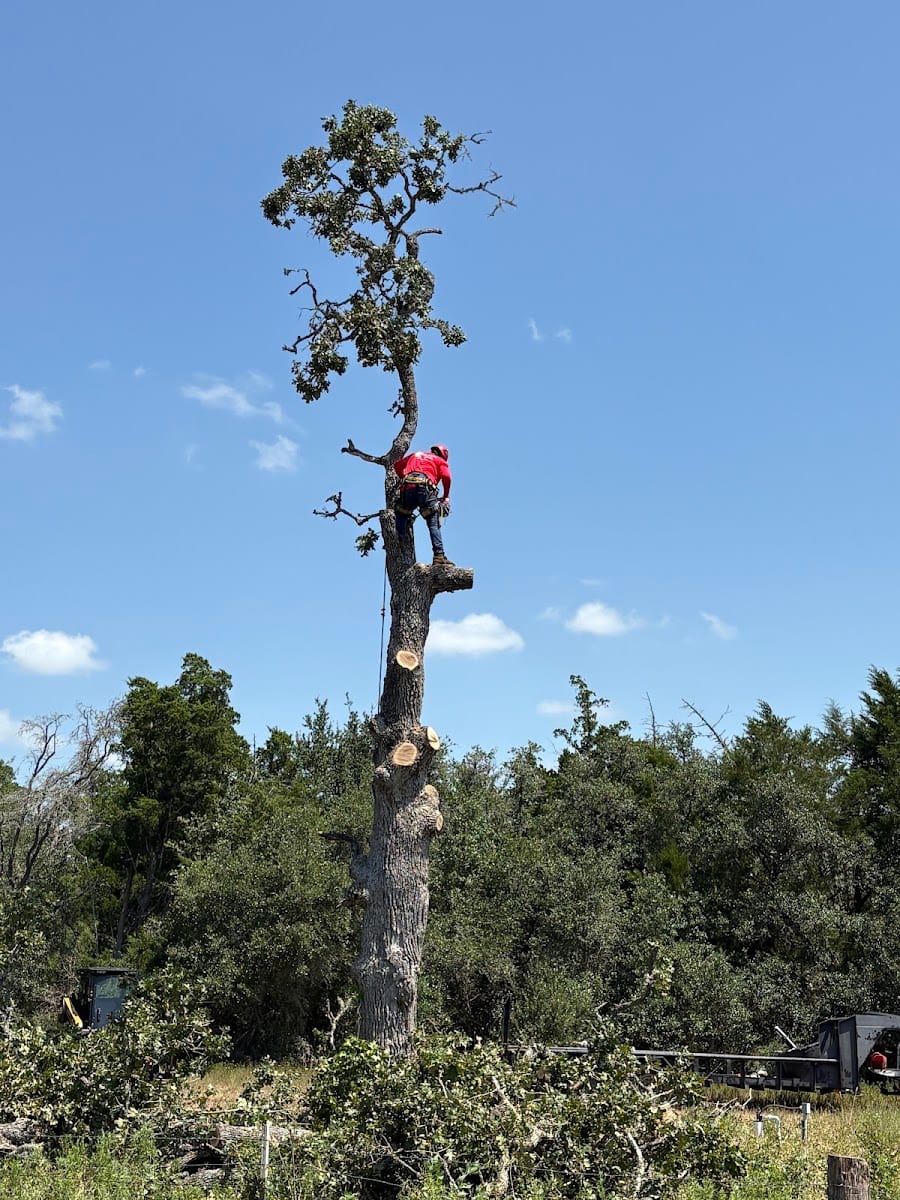 Brenham Trees, photo 2