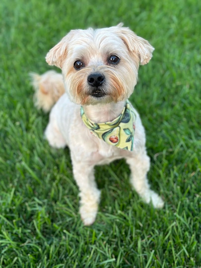 Tail Wags Boutique