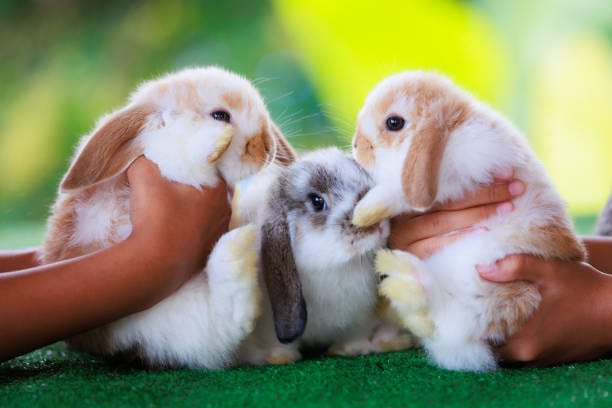A Visit to Bunny Hop Haven Is Good for the Heart