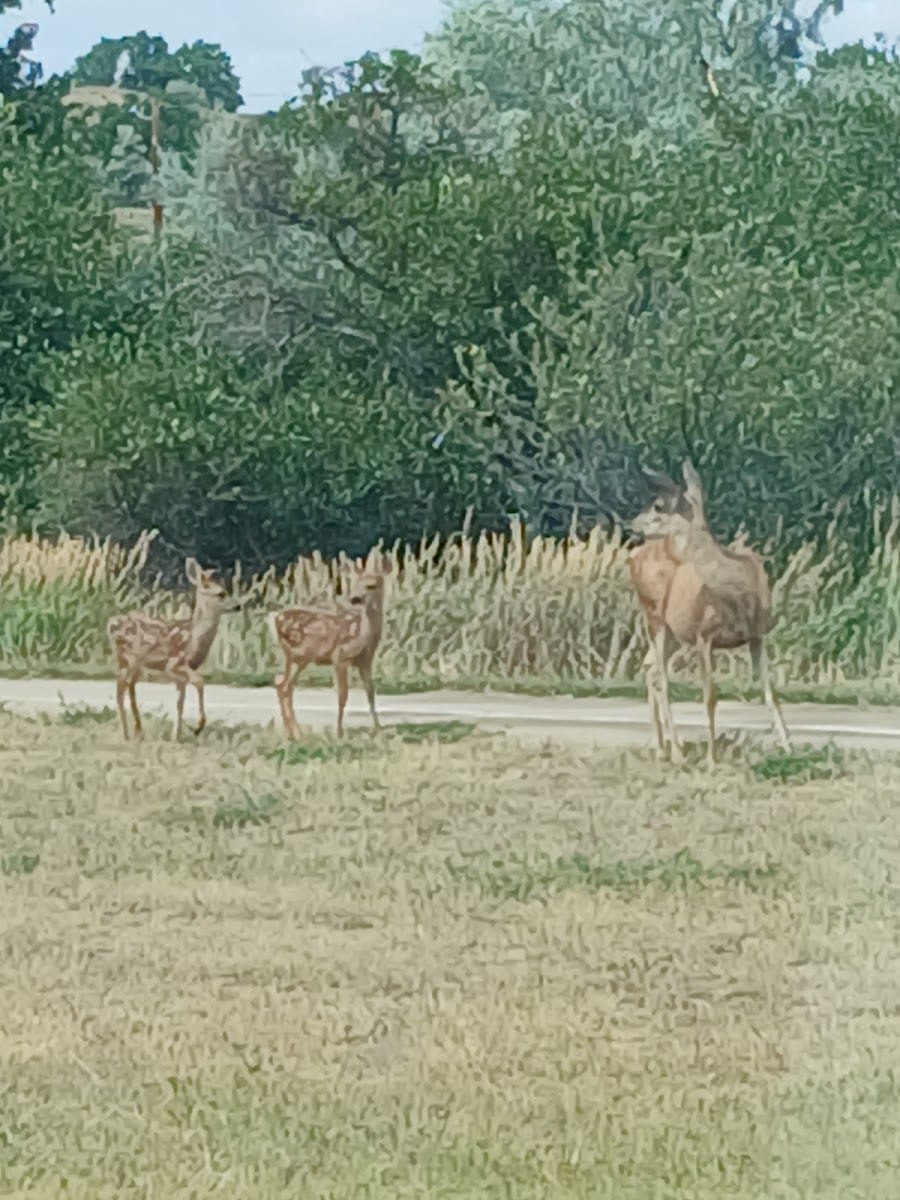 Paradise Valley Park, photo 3