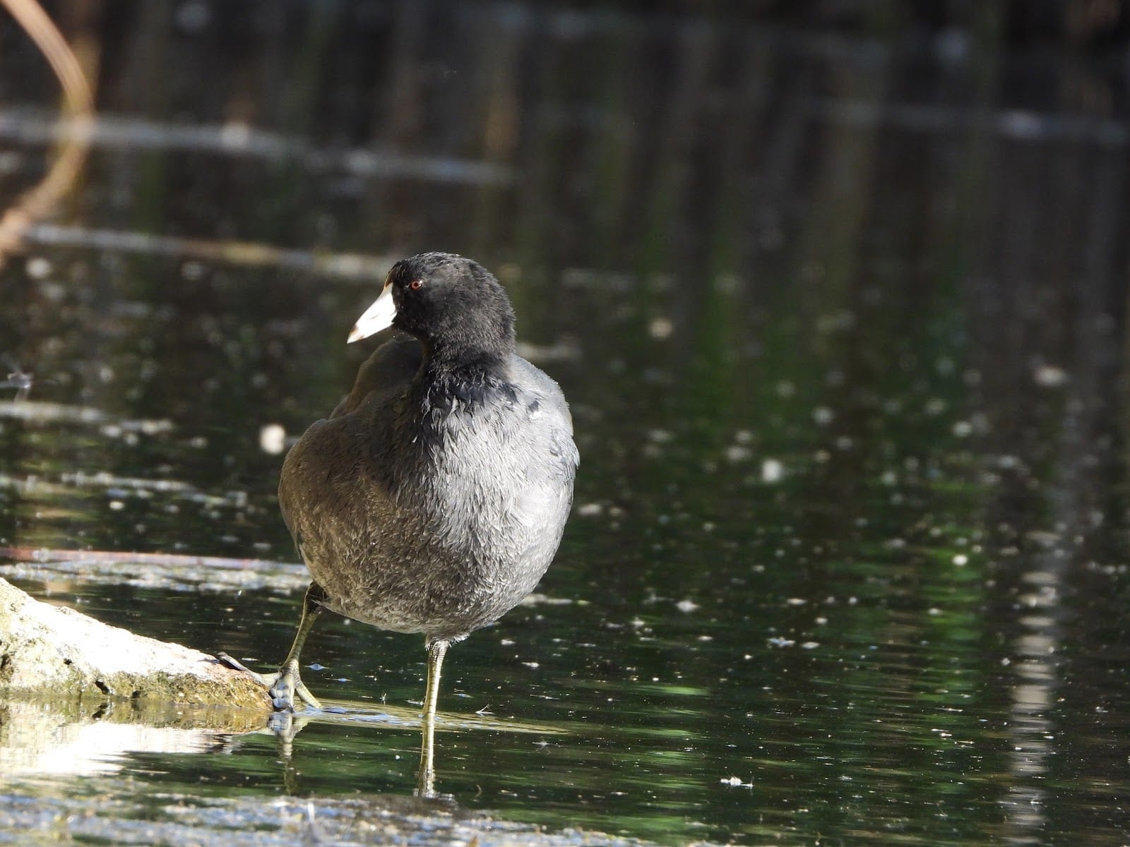 Summerwood Park, photo 2