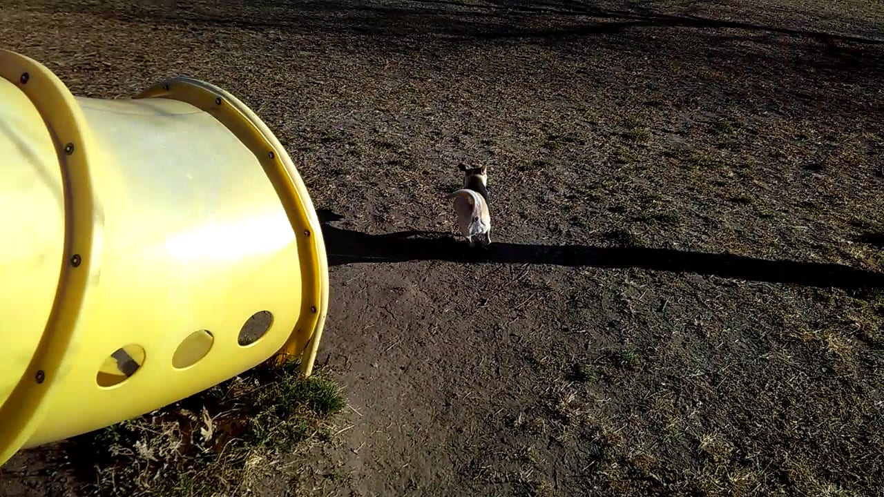 Round Rock Dog Depot, photo 3