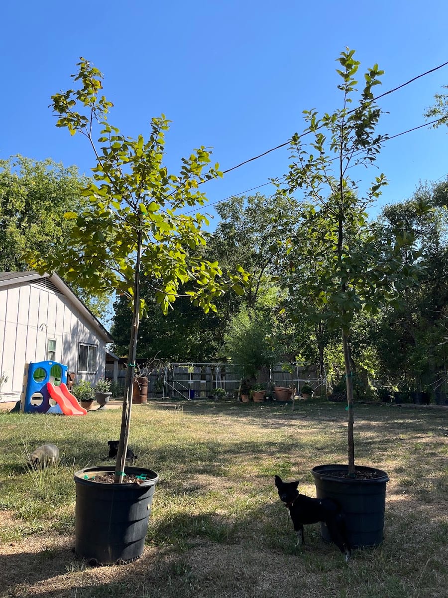 Héctor’s tree oaks, photo 2