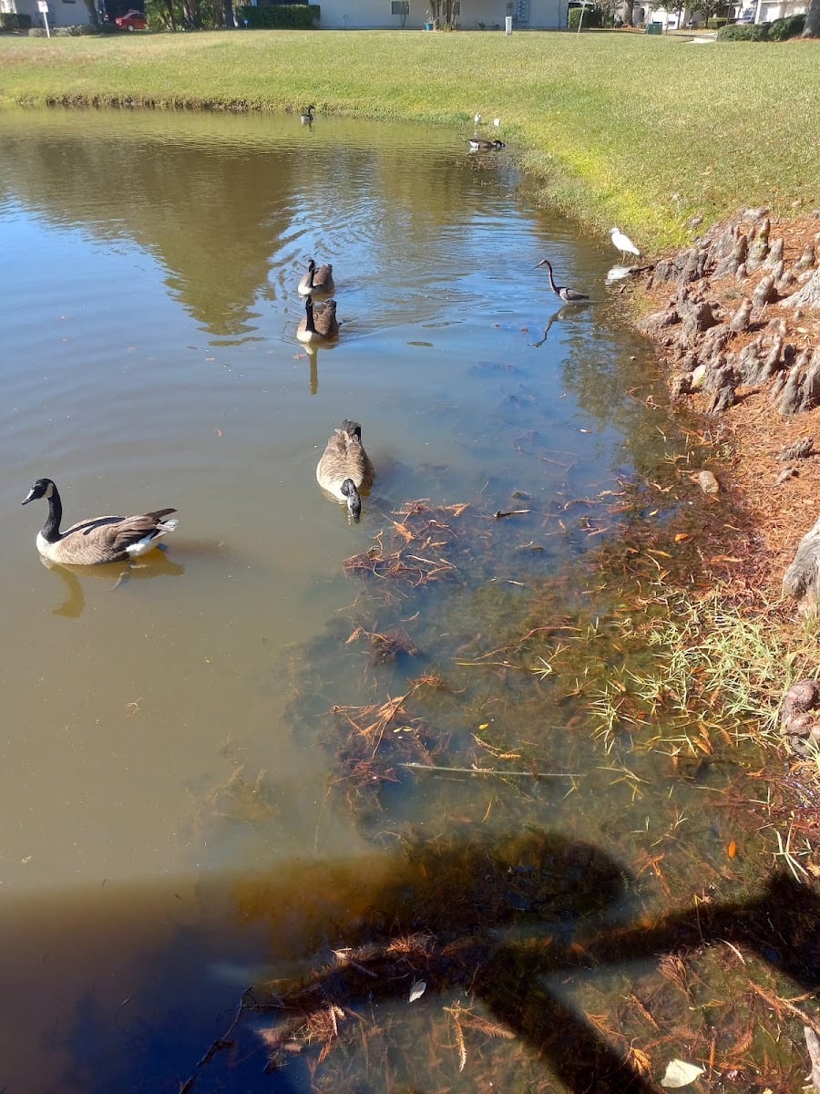 Cross Pines Park