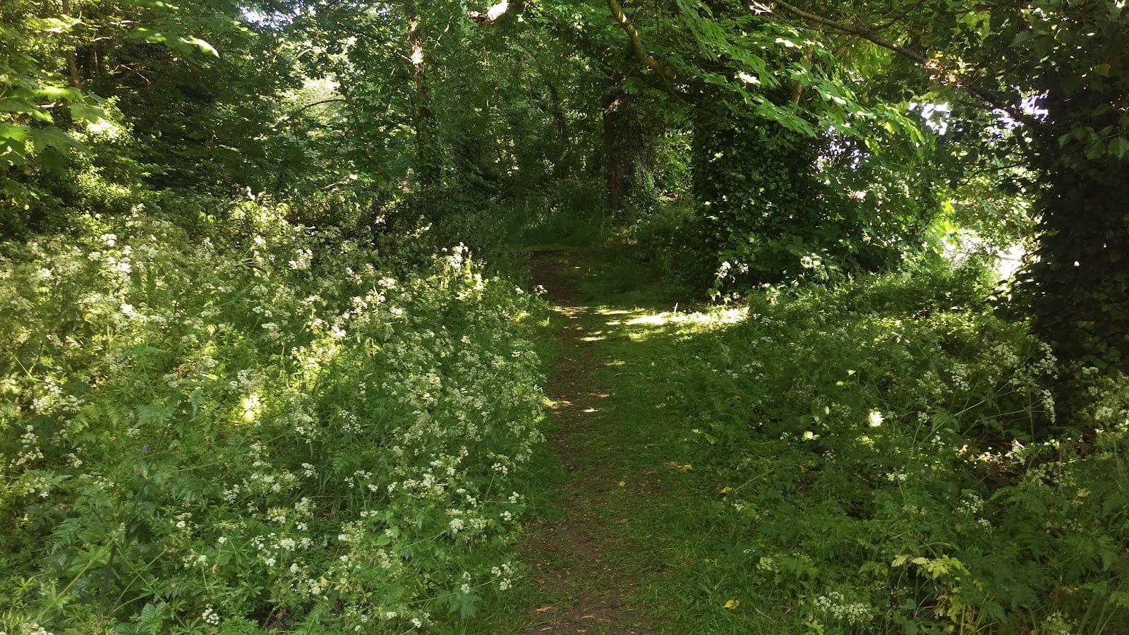 Clapham Wood