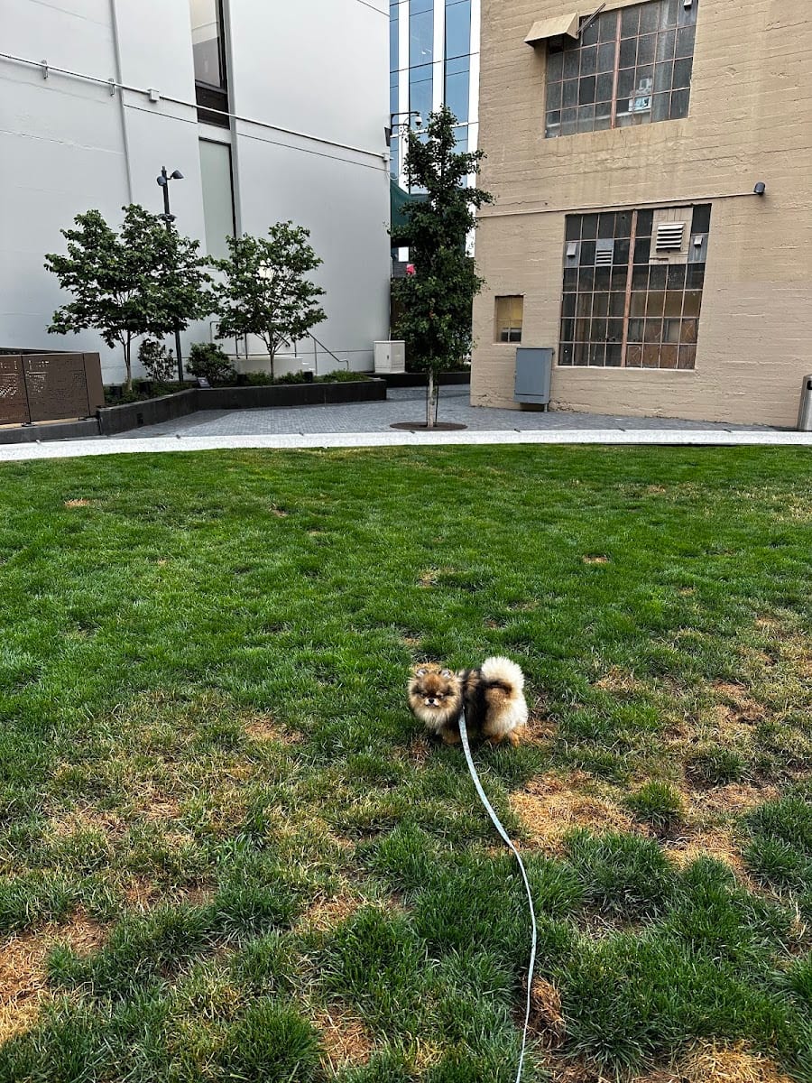 5M Dog Park, photo 2