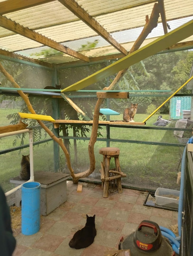 Companion Cats Inc, photo 3