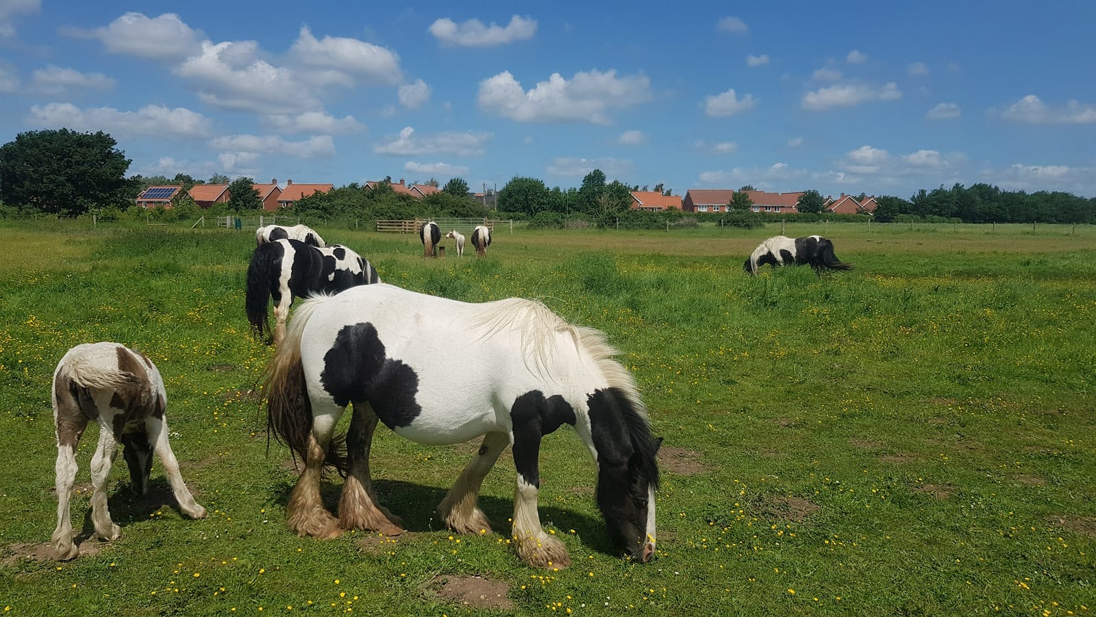 Bowthorpe Southern Park