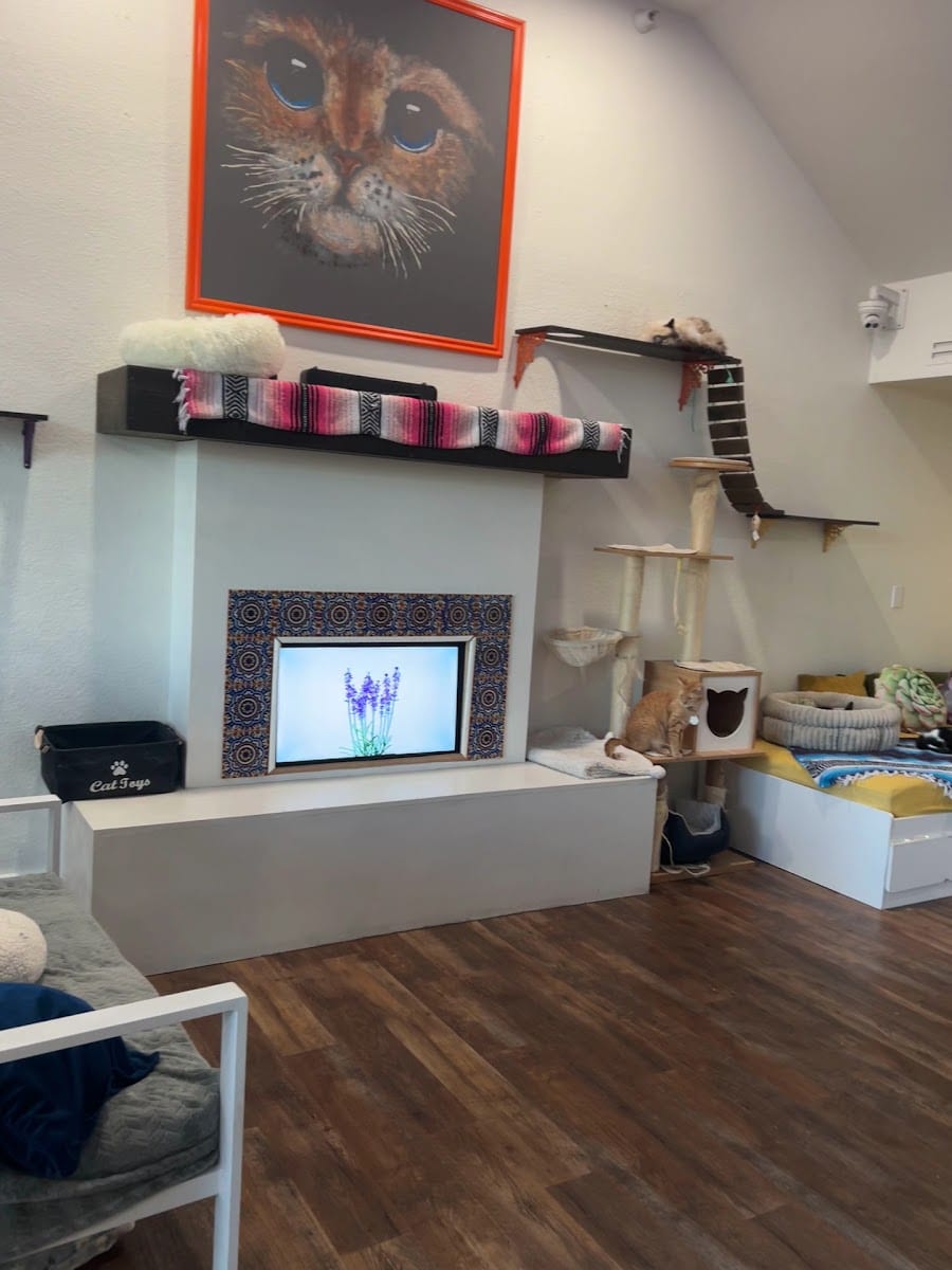 El Jefe Cat Cafe, photo 3