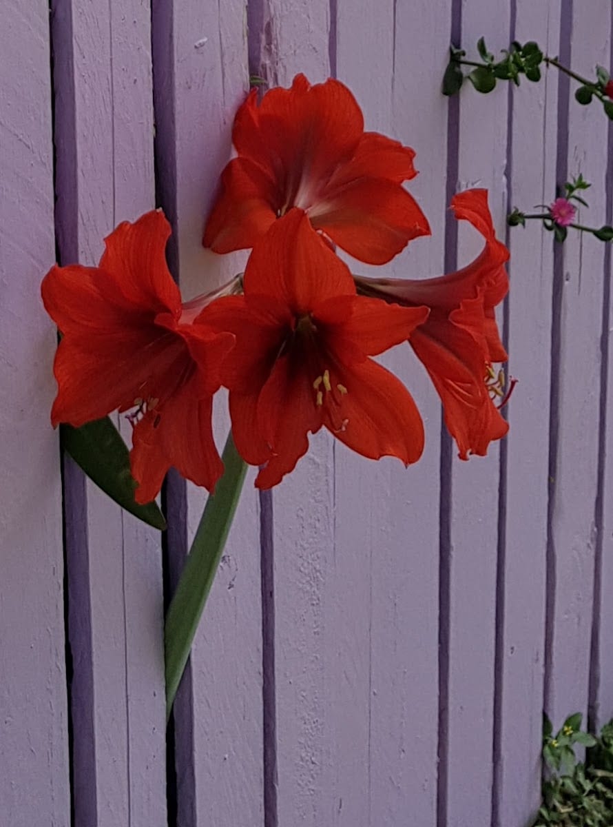 House of Colour 76, photo 2