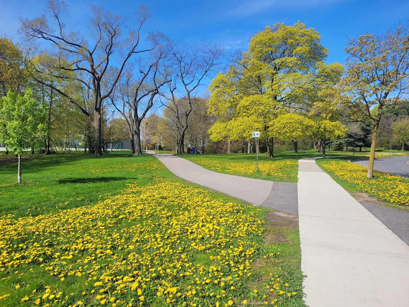 Graydon Hall Park, photo 3