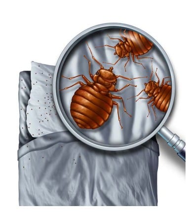 All Clear Bedbug Removal