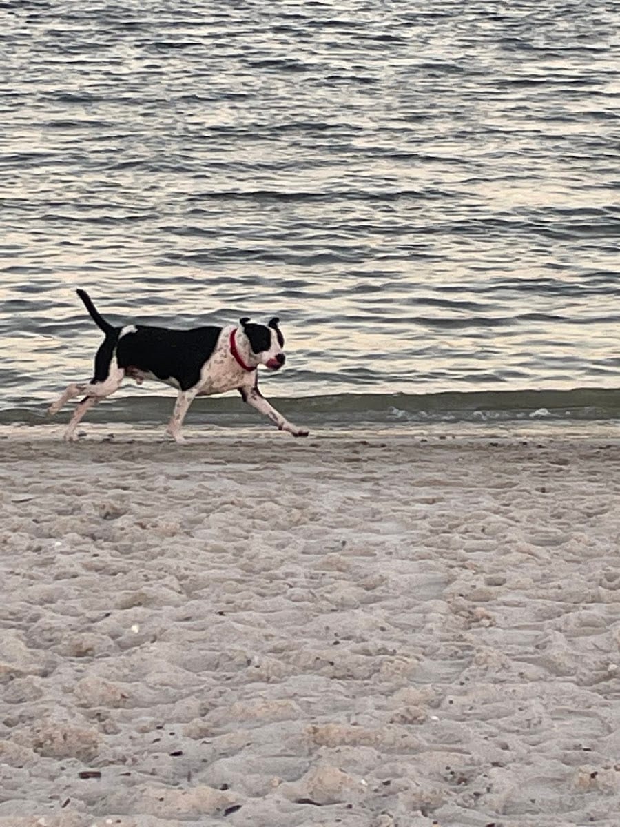 Davis Dog Beach, photo 3