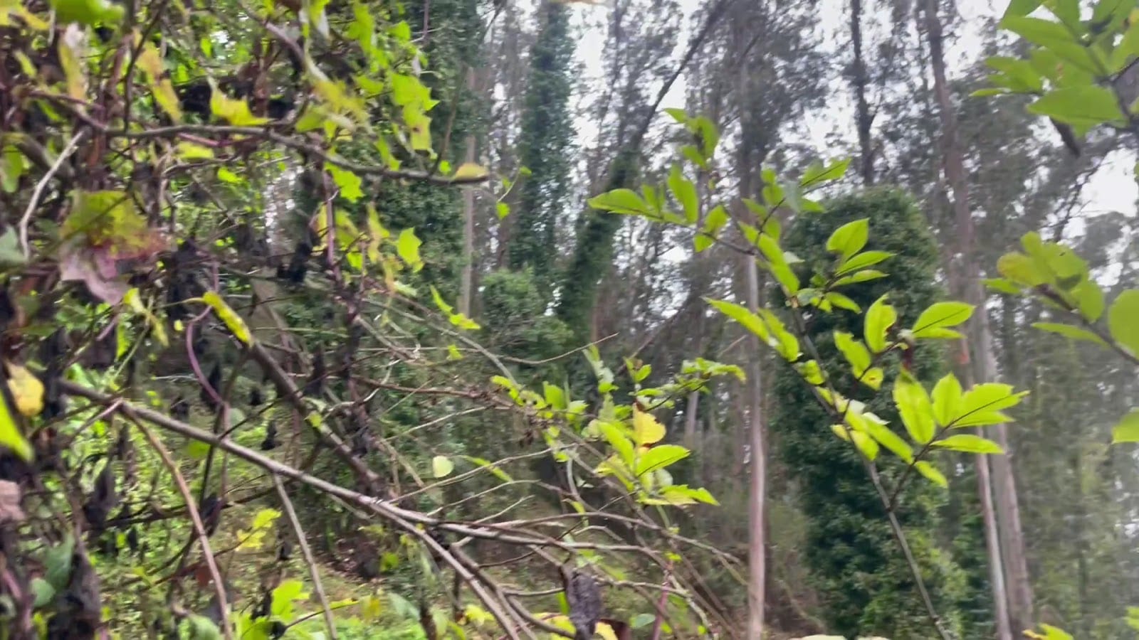 Fairy Gates Trailhead, photo 2